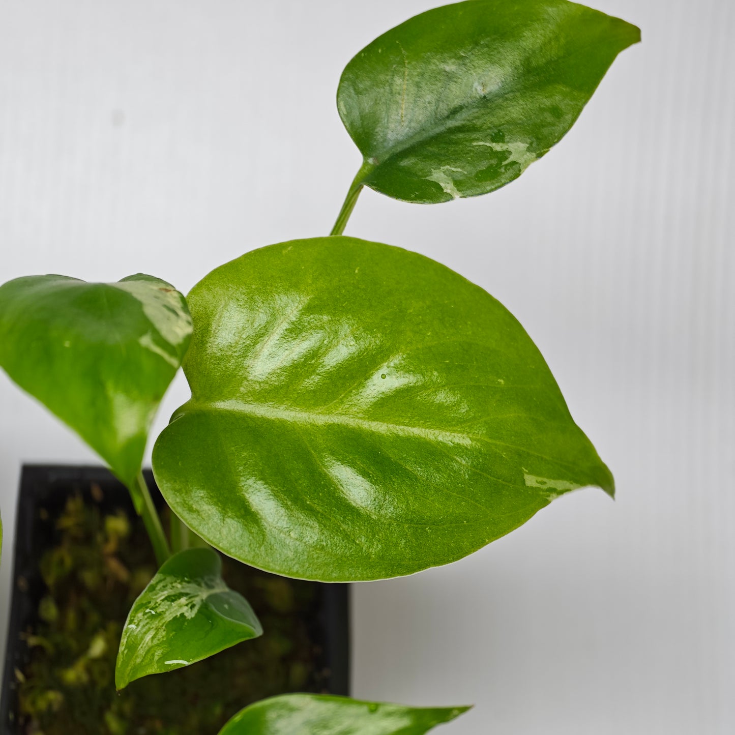 Monstera Bulbasaur LOW Variegation