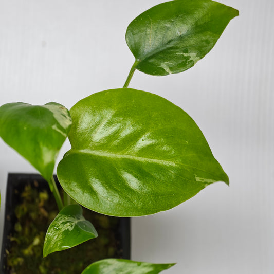 Monstera Bulbasaur LOW Variegation