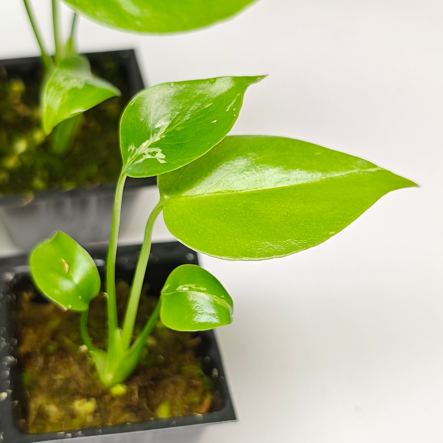 Monstera Bulbasaur LOW Variegation