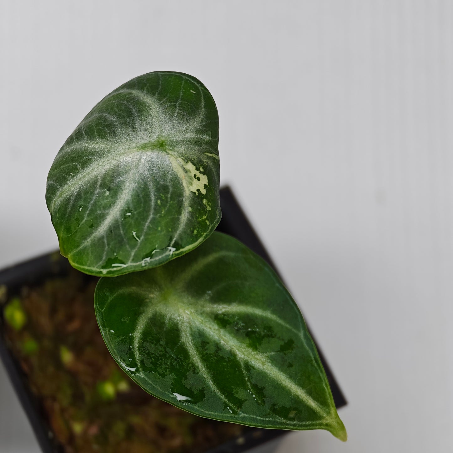 Alocasia Ninja Albo LOW Variegated