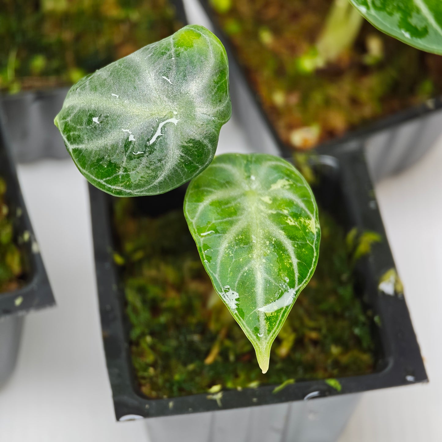 Alocasia Ninja Albo LOW Variegated