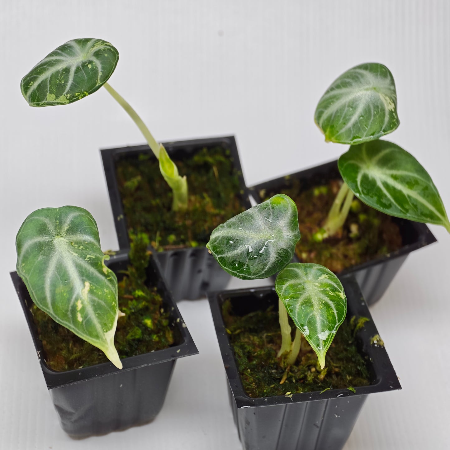Alocasia Ninja Albo LOW Variegated
