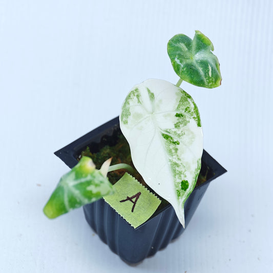 Alocasia Ninja Albo Variegated