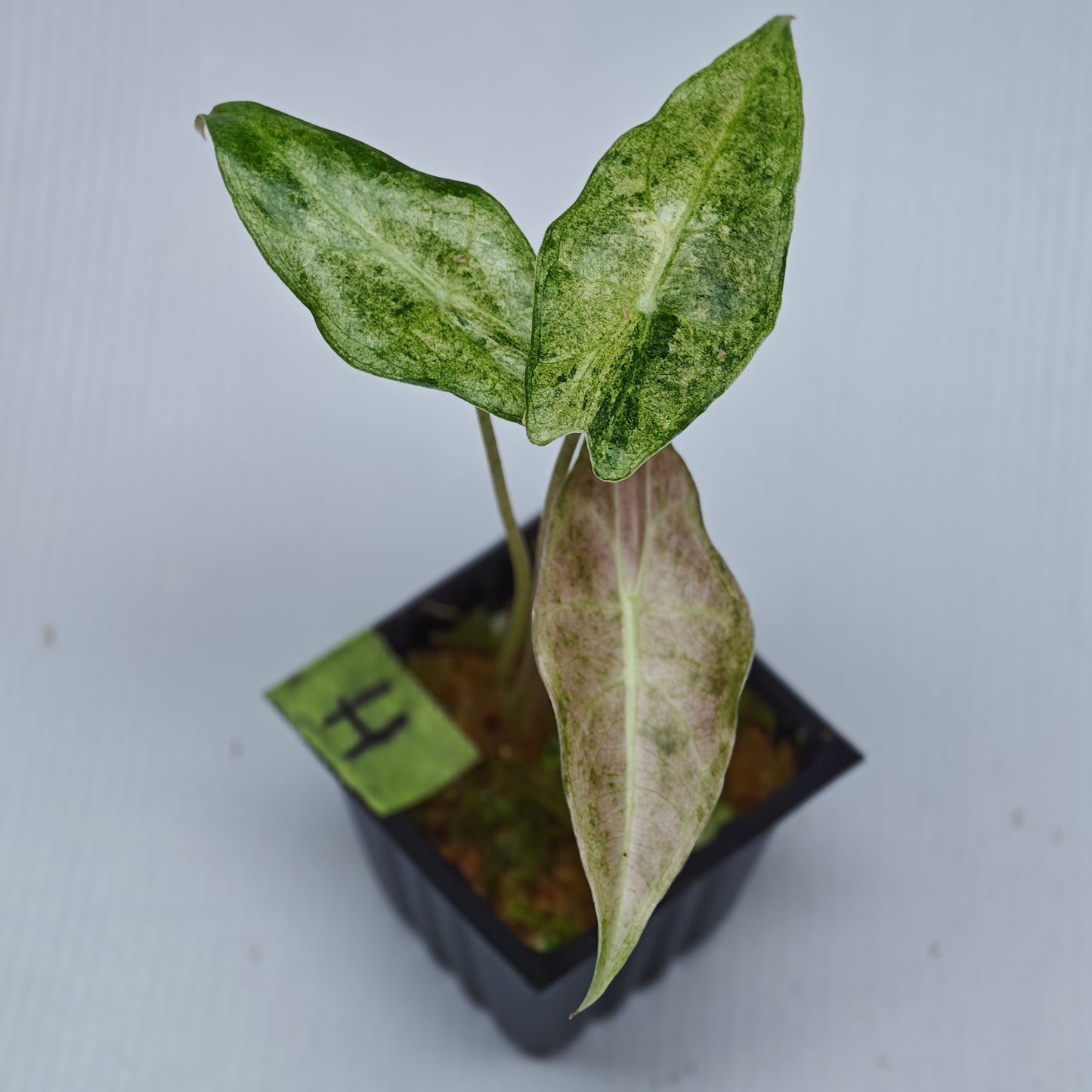 Alocasia Black Satun Pink Stardust