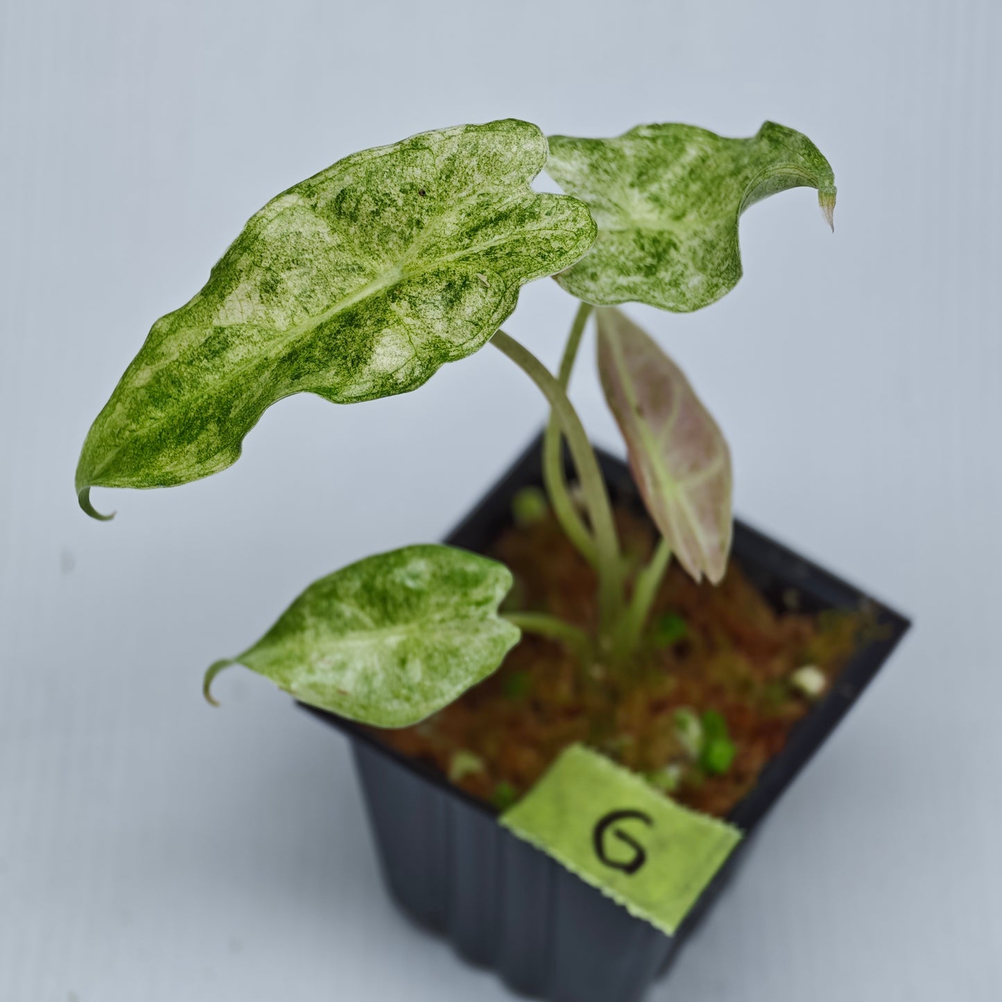 Alocasia Black Satun Pink Stardust