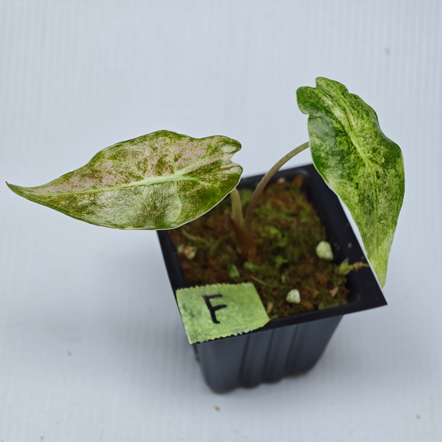 Alocasia Black Satun Pink Stardust