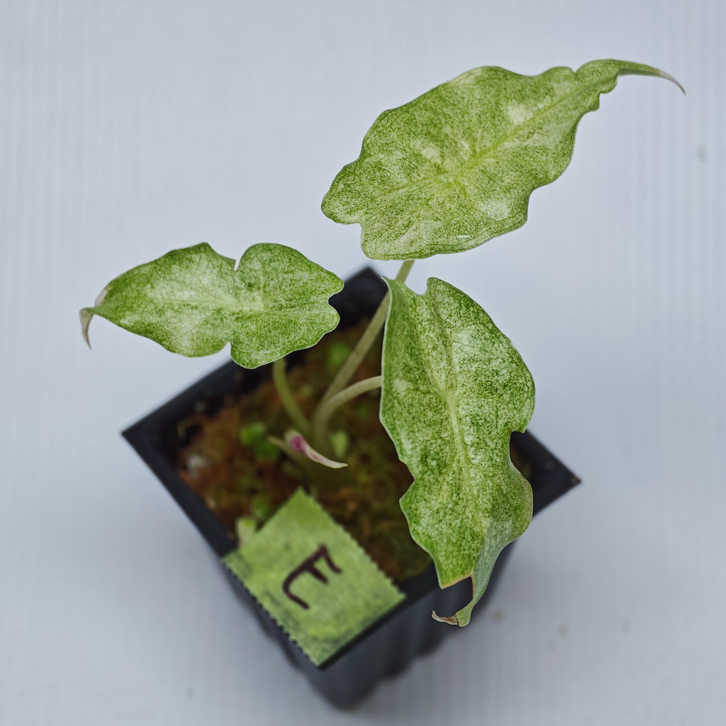 Alocasia Black Satun Pink Stardust