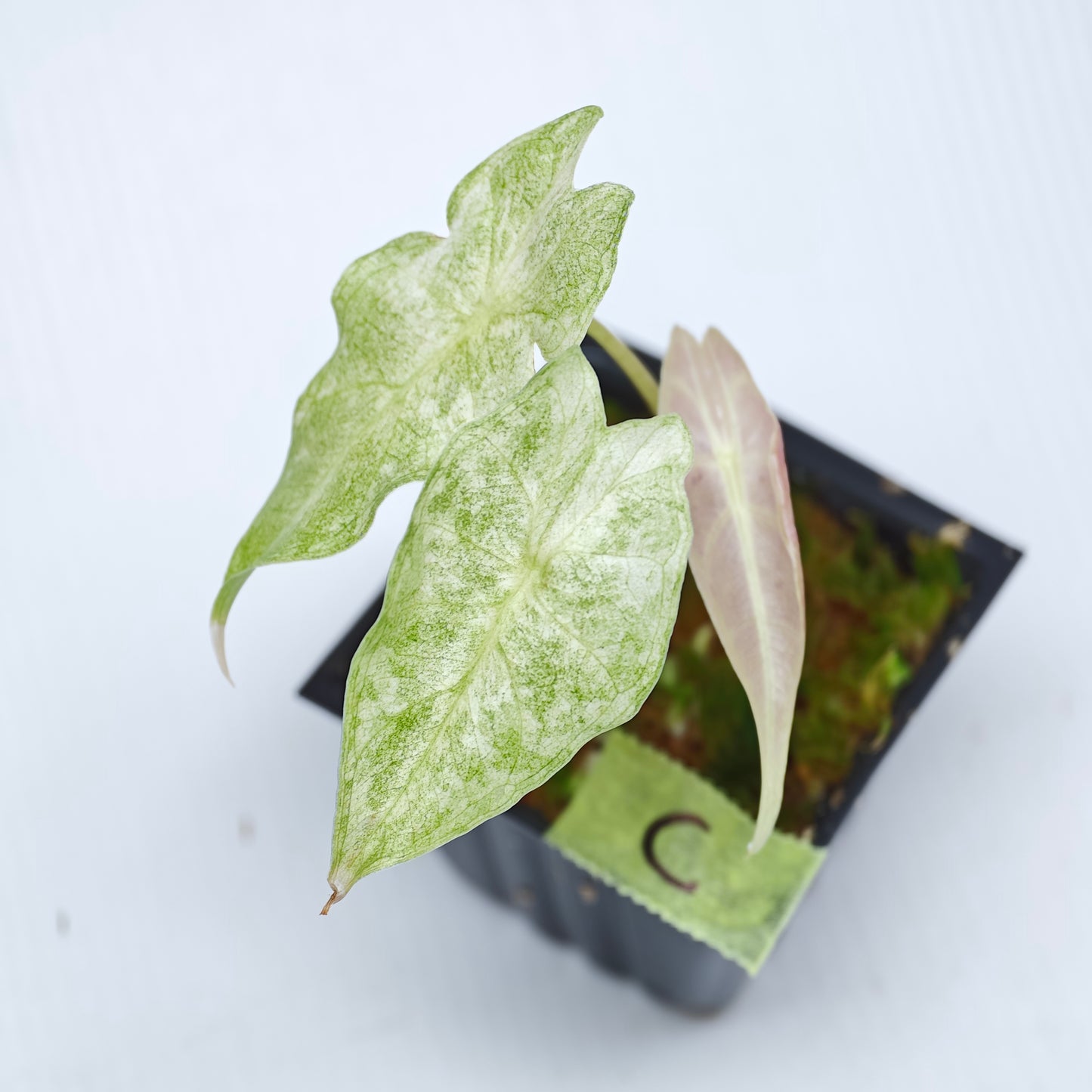 Alocasia Black Satun Pink Stardust