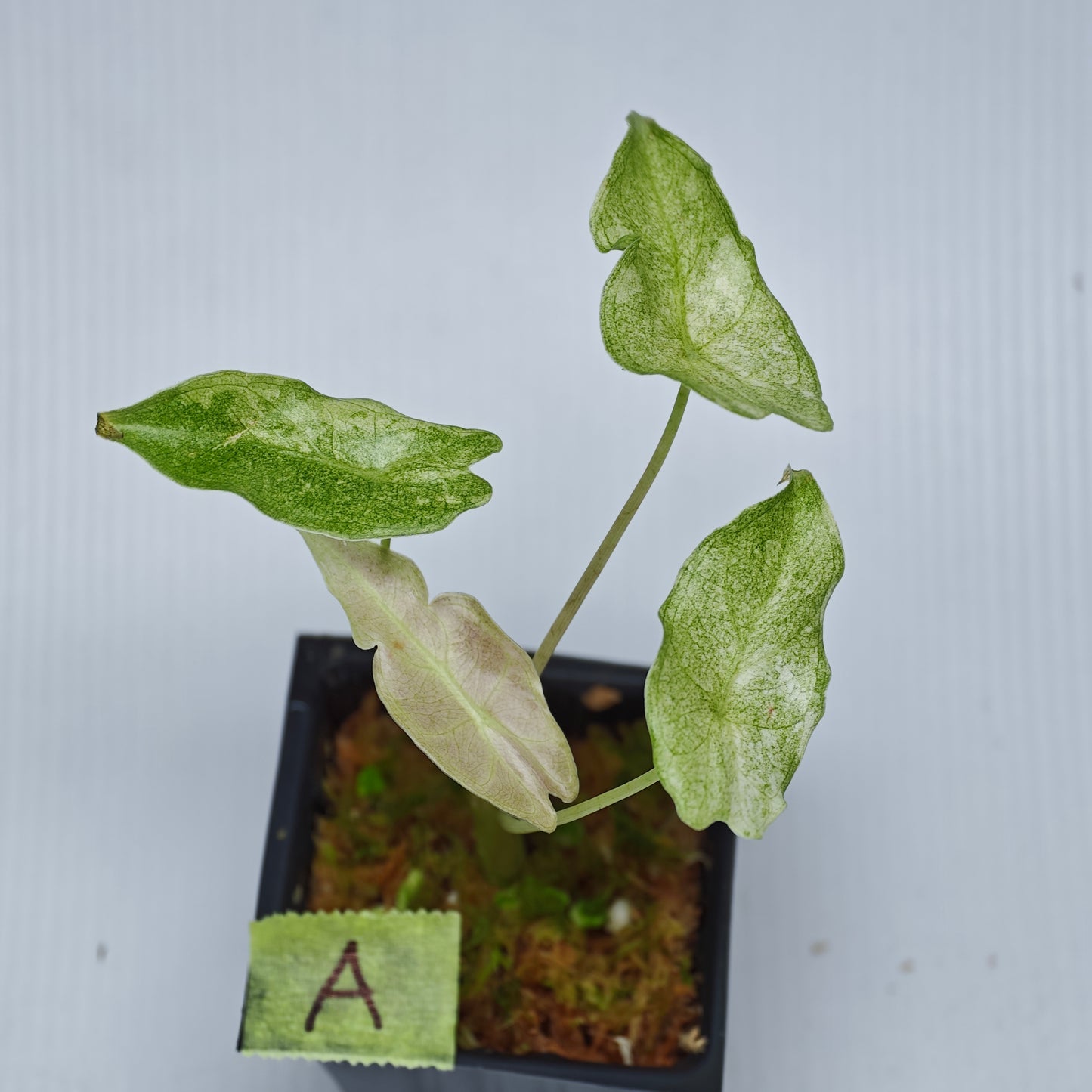 Alocasia Black Satun Pink Stardust