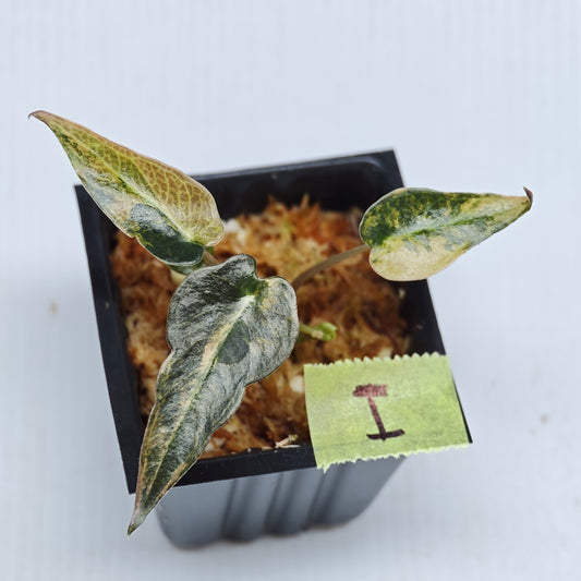Alocasia Bambino Aurea Variegated