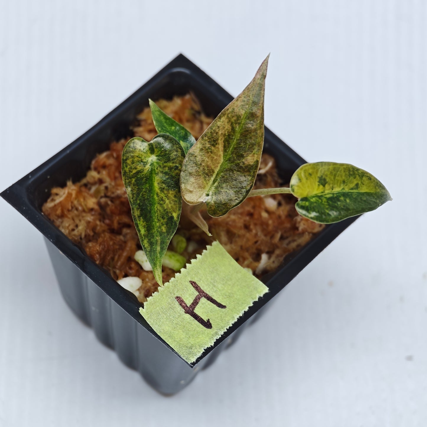 Alocasia Bambino Aurea Variegated
