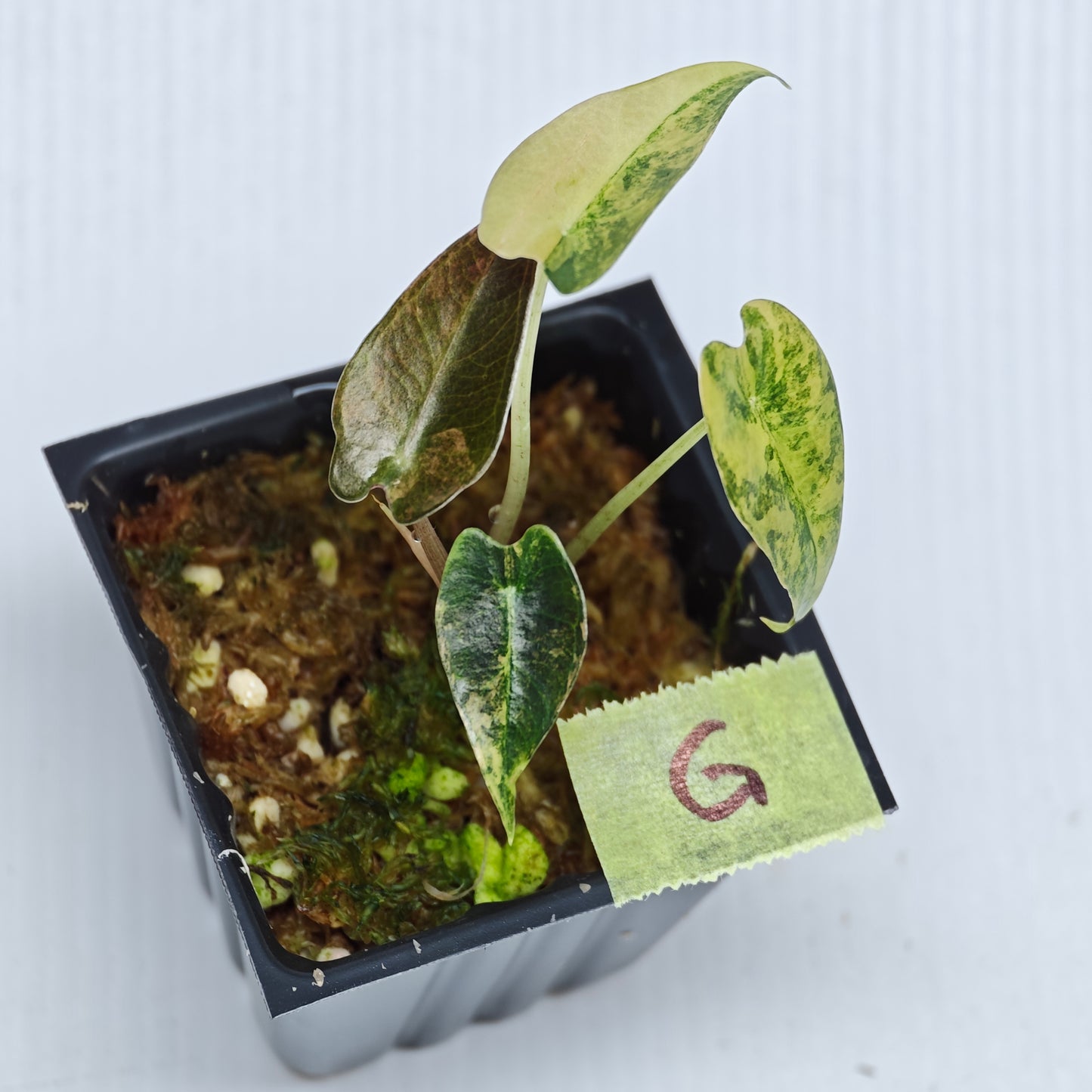Alocasia Bambino Aurea Variegated