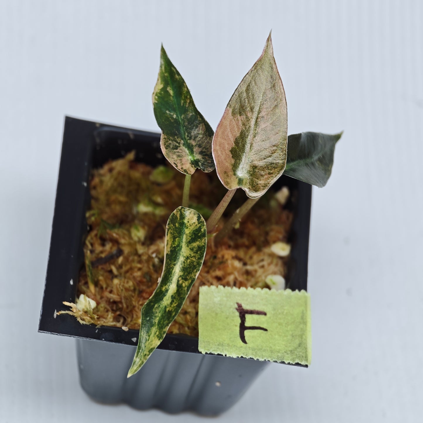 Alocasia Bambino Aurea Variegated