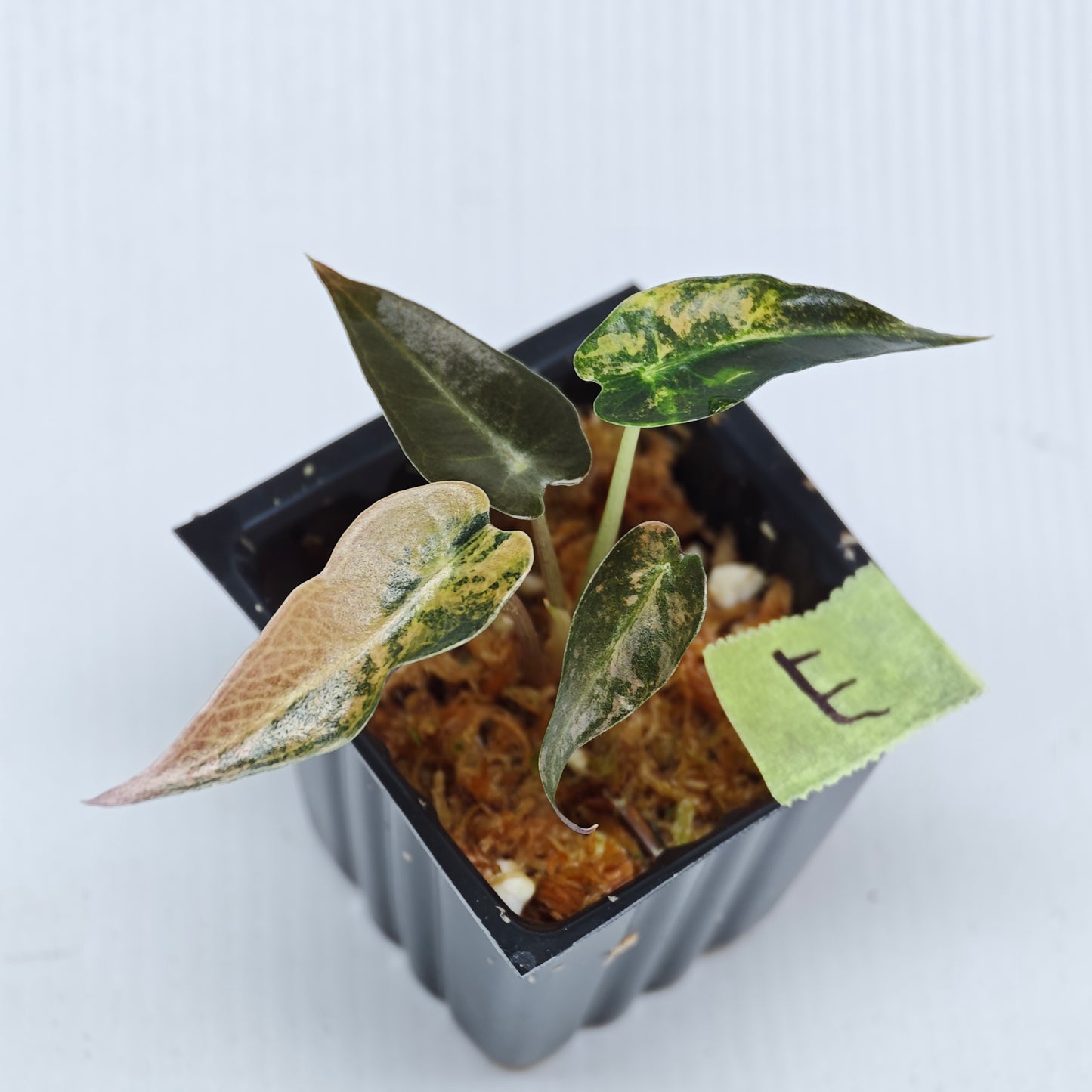 Alocasia Bambino Aurea Variegated