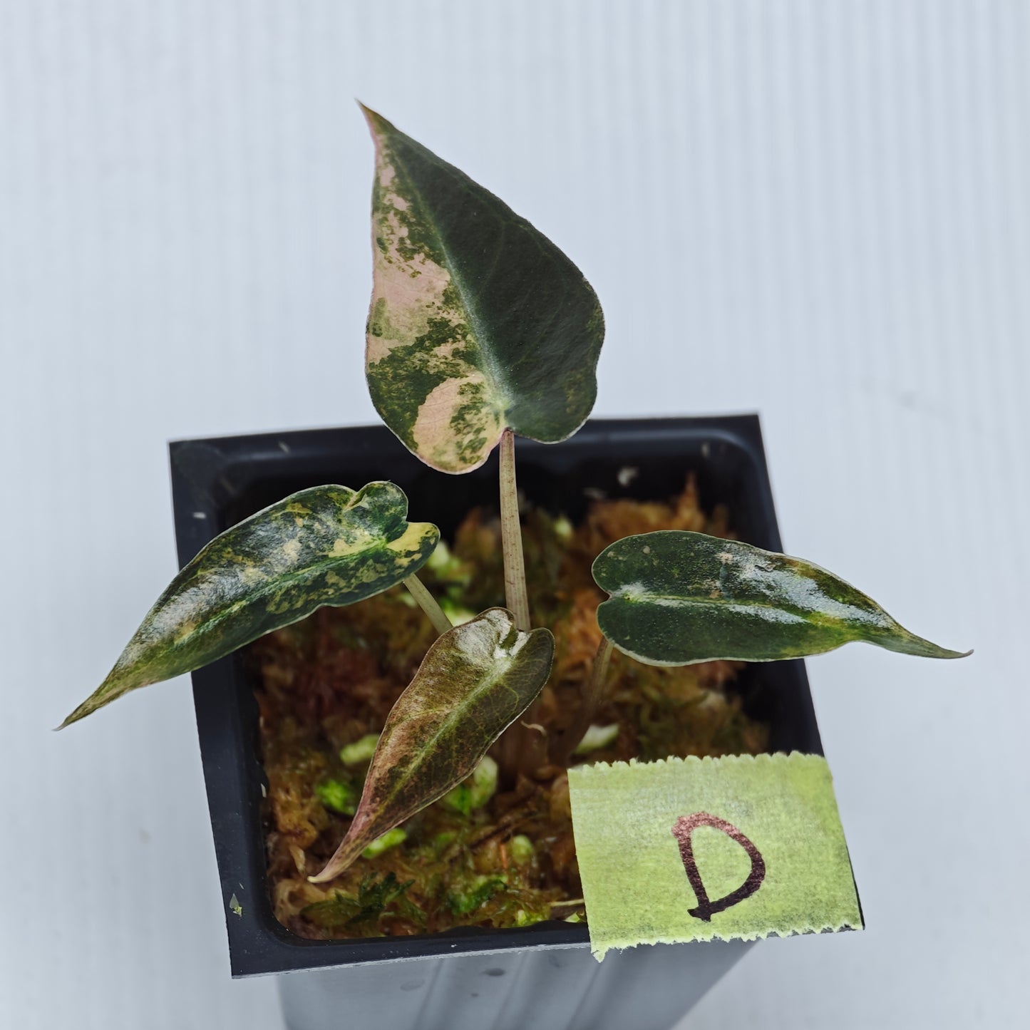 Alocasia Bambino Aurea Variegated