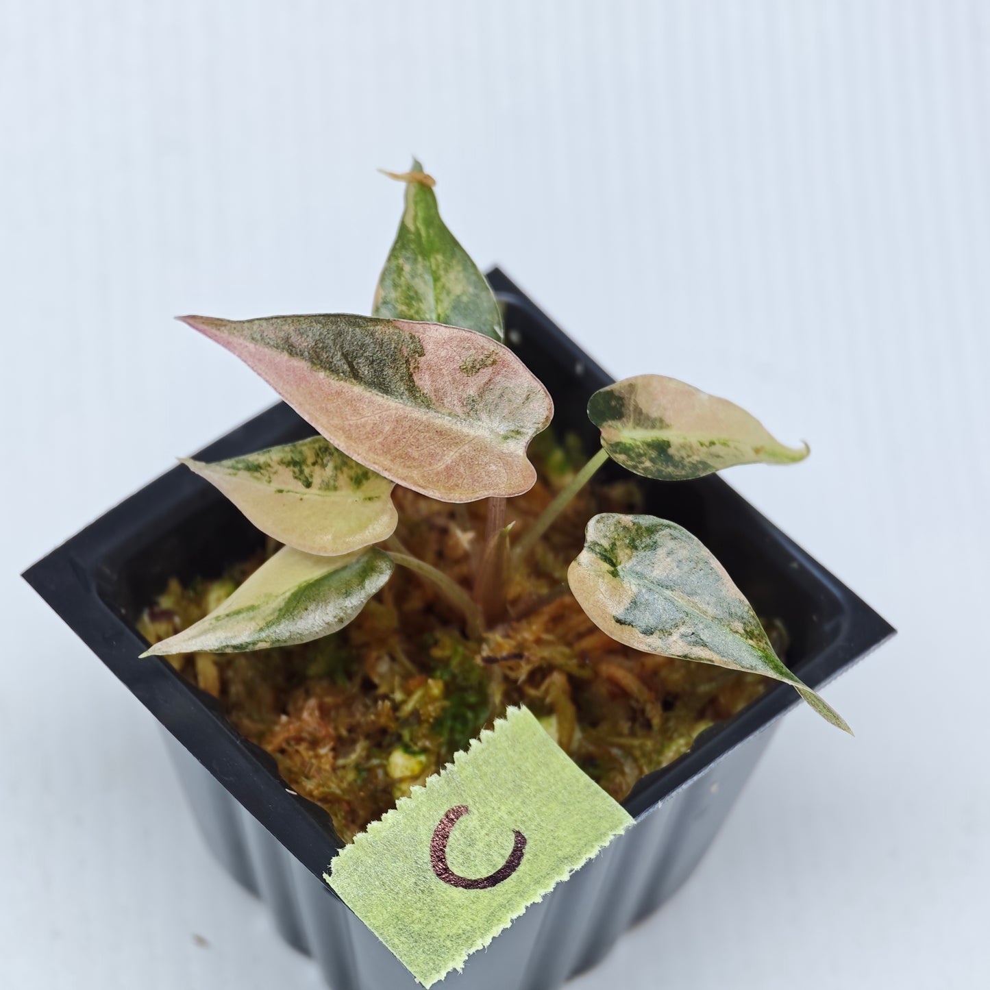 Alocasia Bambino Aurea Variegated
