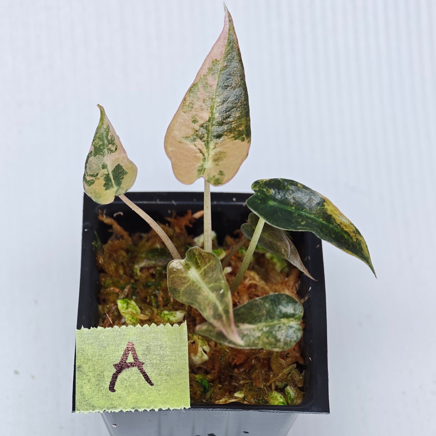 Alocasia Bambino Aurea Variegated