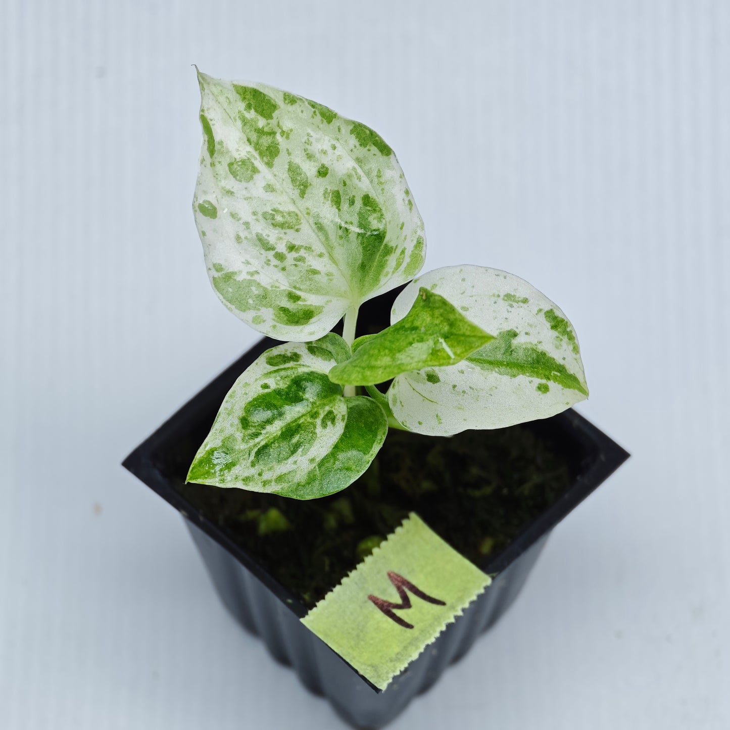 Anthurium Foliage Hybrid Green on Green Variegated