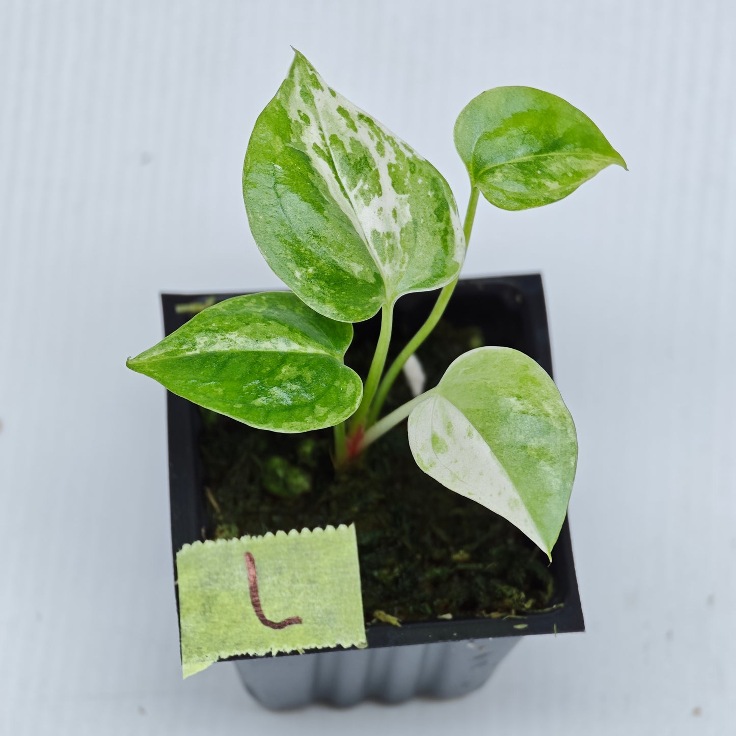 Anthurium Foliage Hybrid Green on Green Variegated
