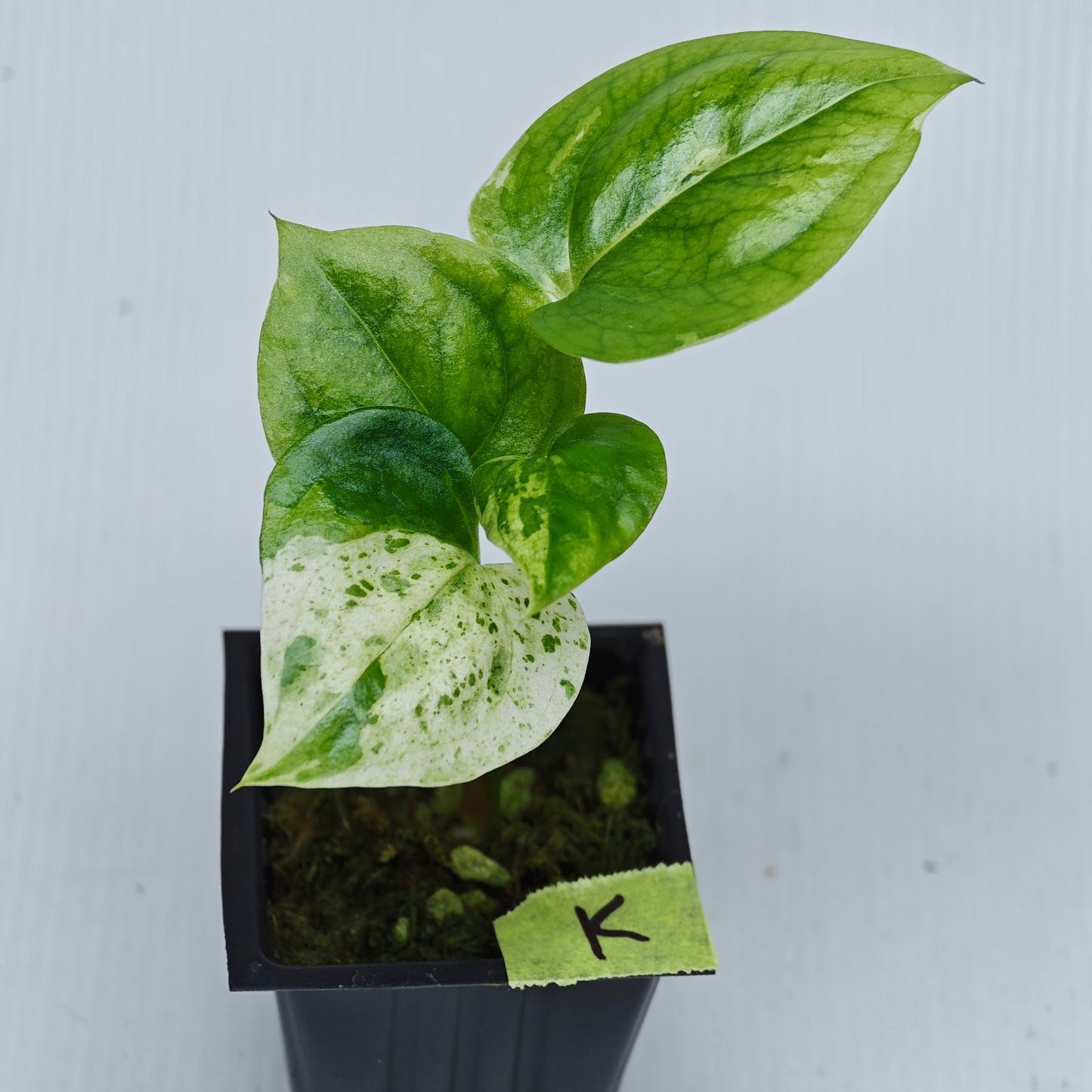 Anthurium Foliage Hybrid Green on Green Variegated