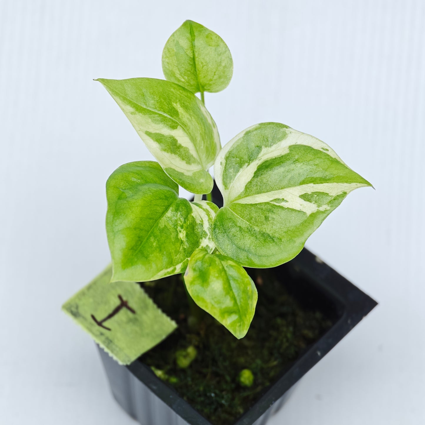 Anthurium Foliage Hybrid Green on Green Variegated