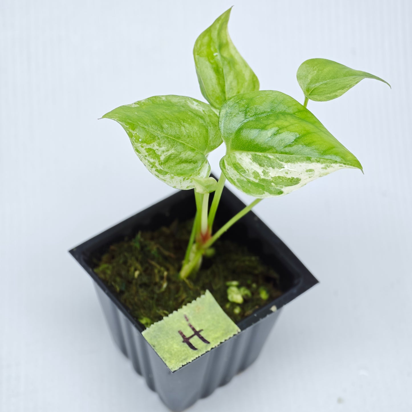 Anthurium Foliage Hybrid Green on Green Variegated