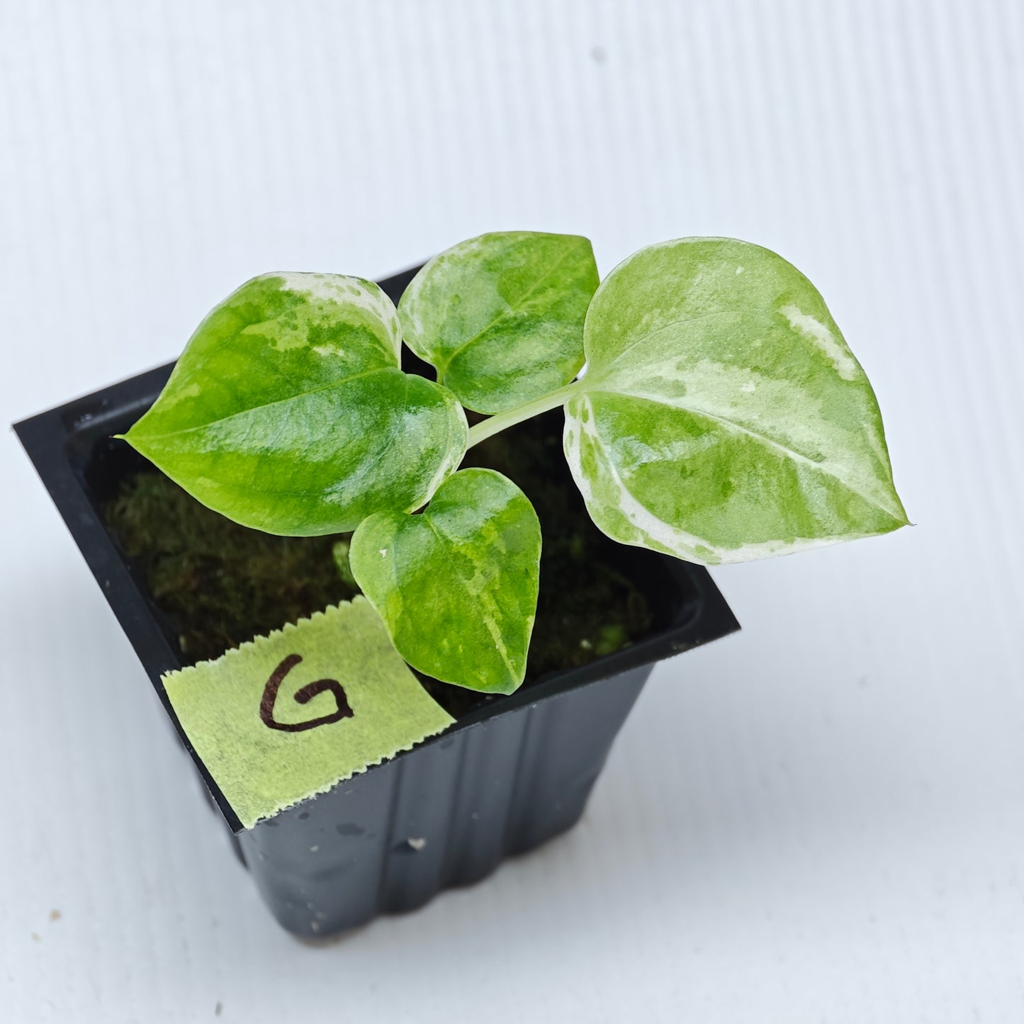 Anthurium Foliage Hybrid Green on Green Variegated