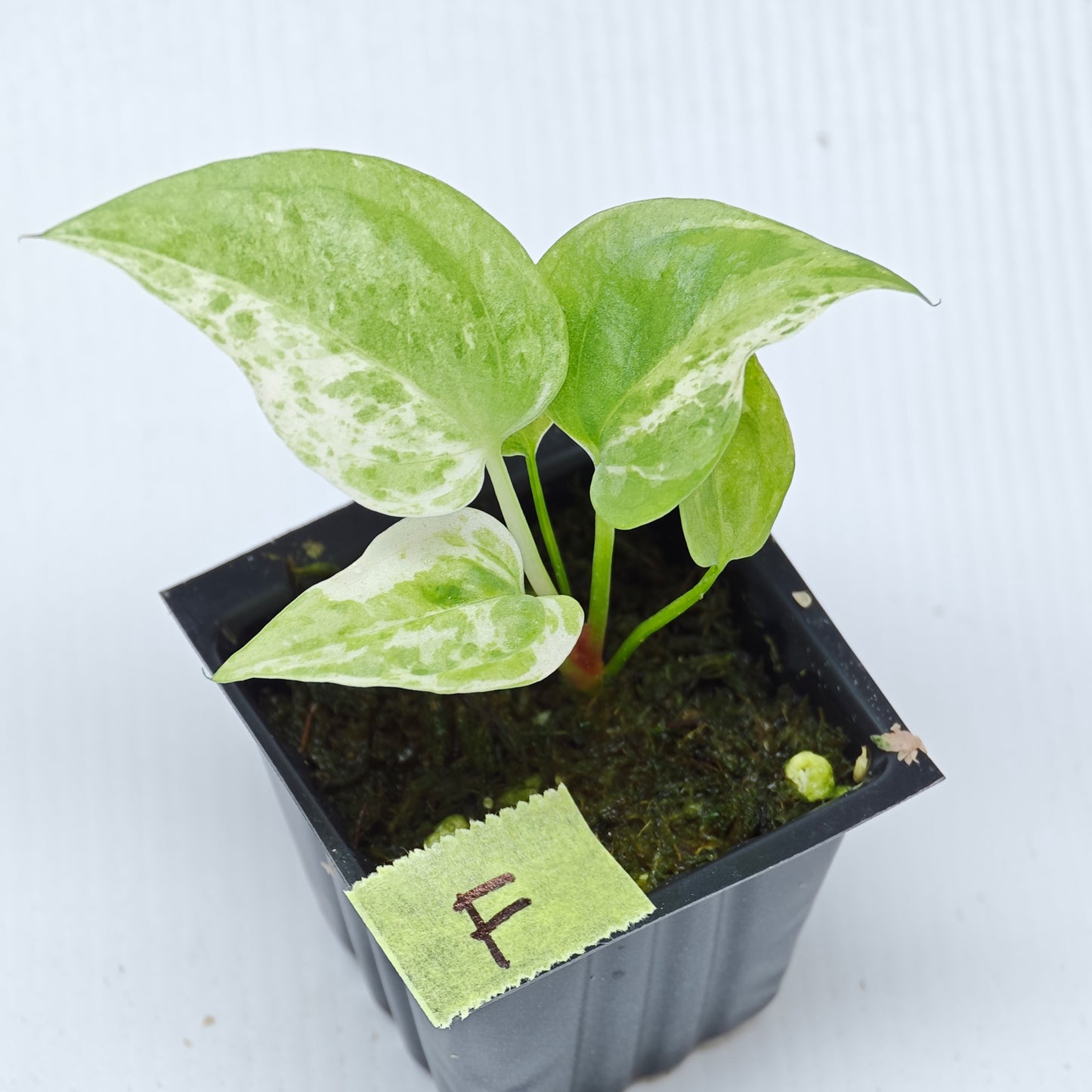 Anthurium Foliage Hybrid Green on Green Variegated