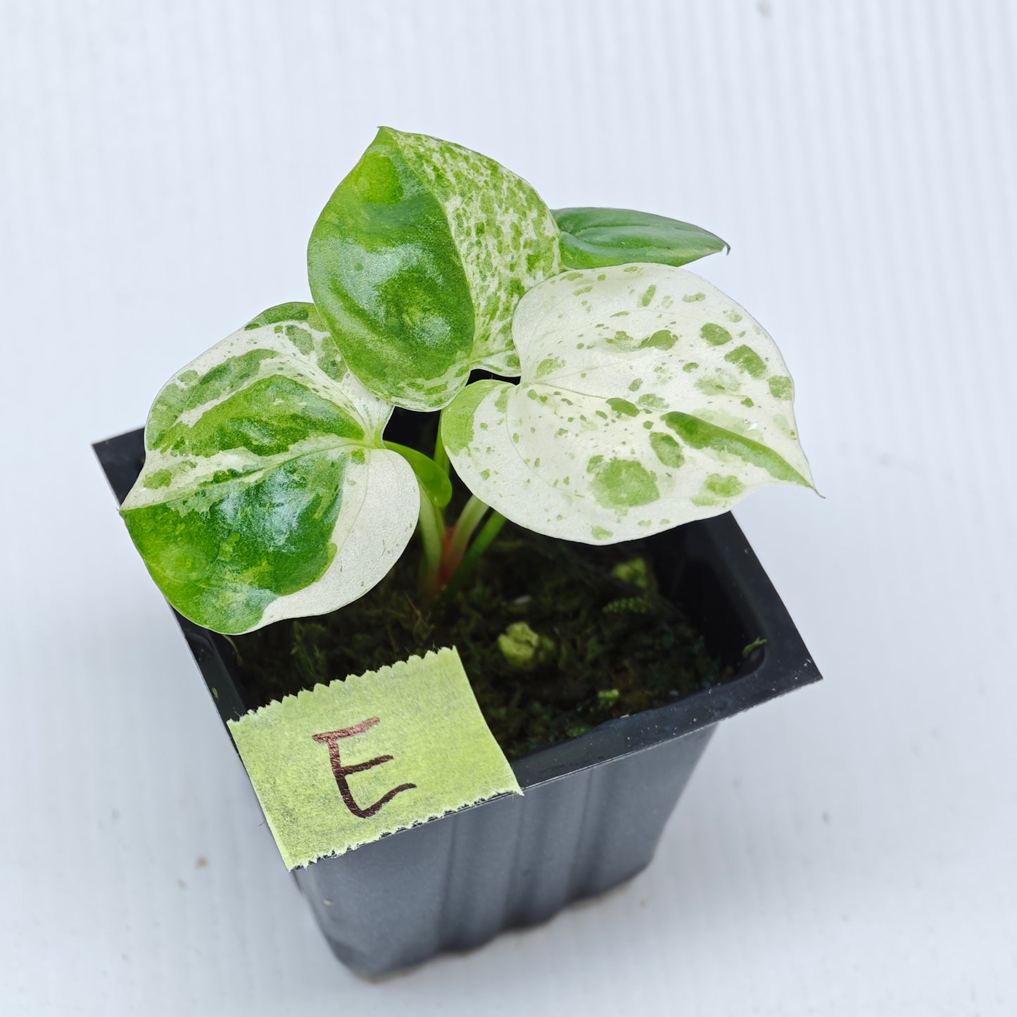 Anthurium Foliage Hybrid Green on Green Variegated