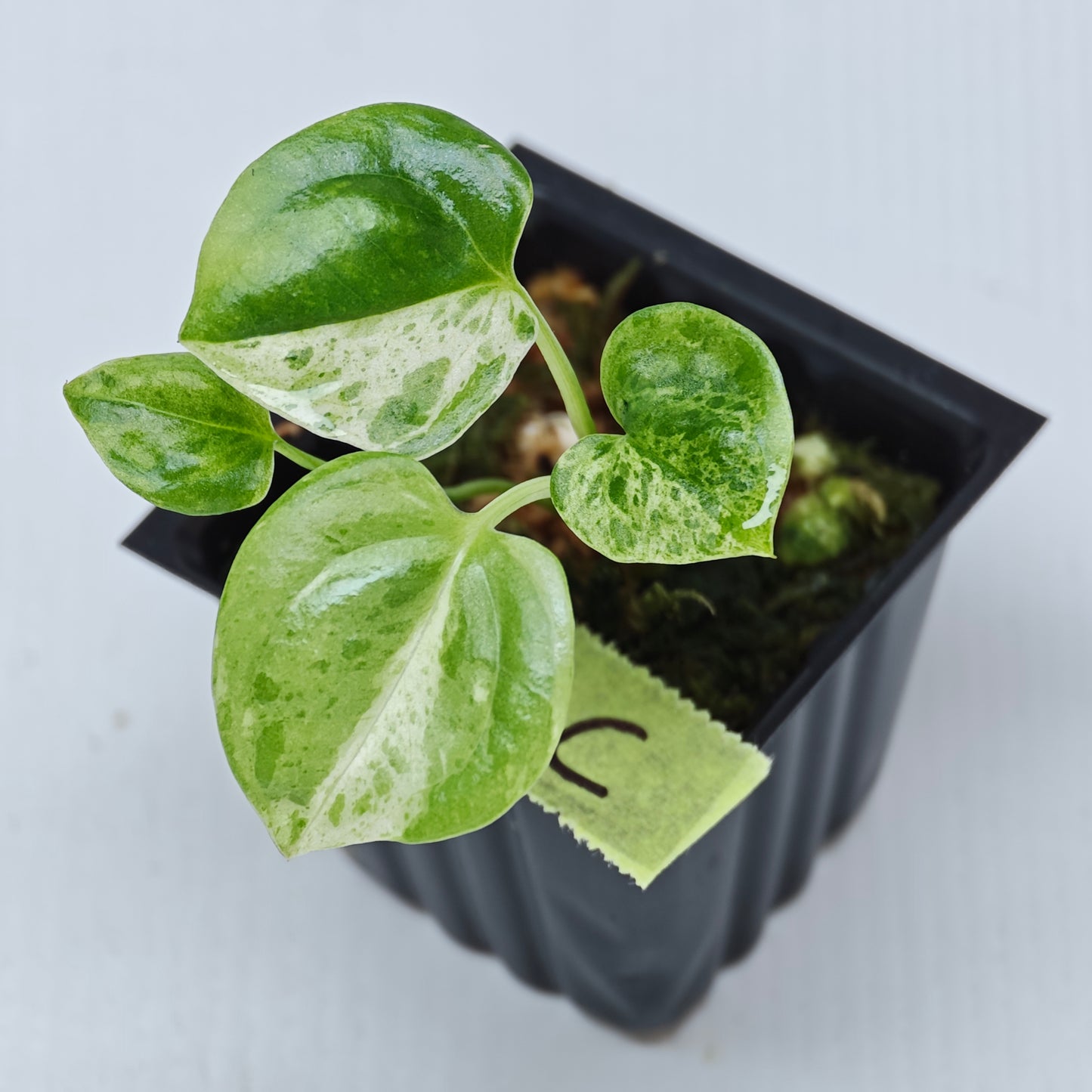 Anthurium Foliage Hybrid Green on Green Variegated