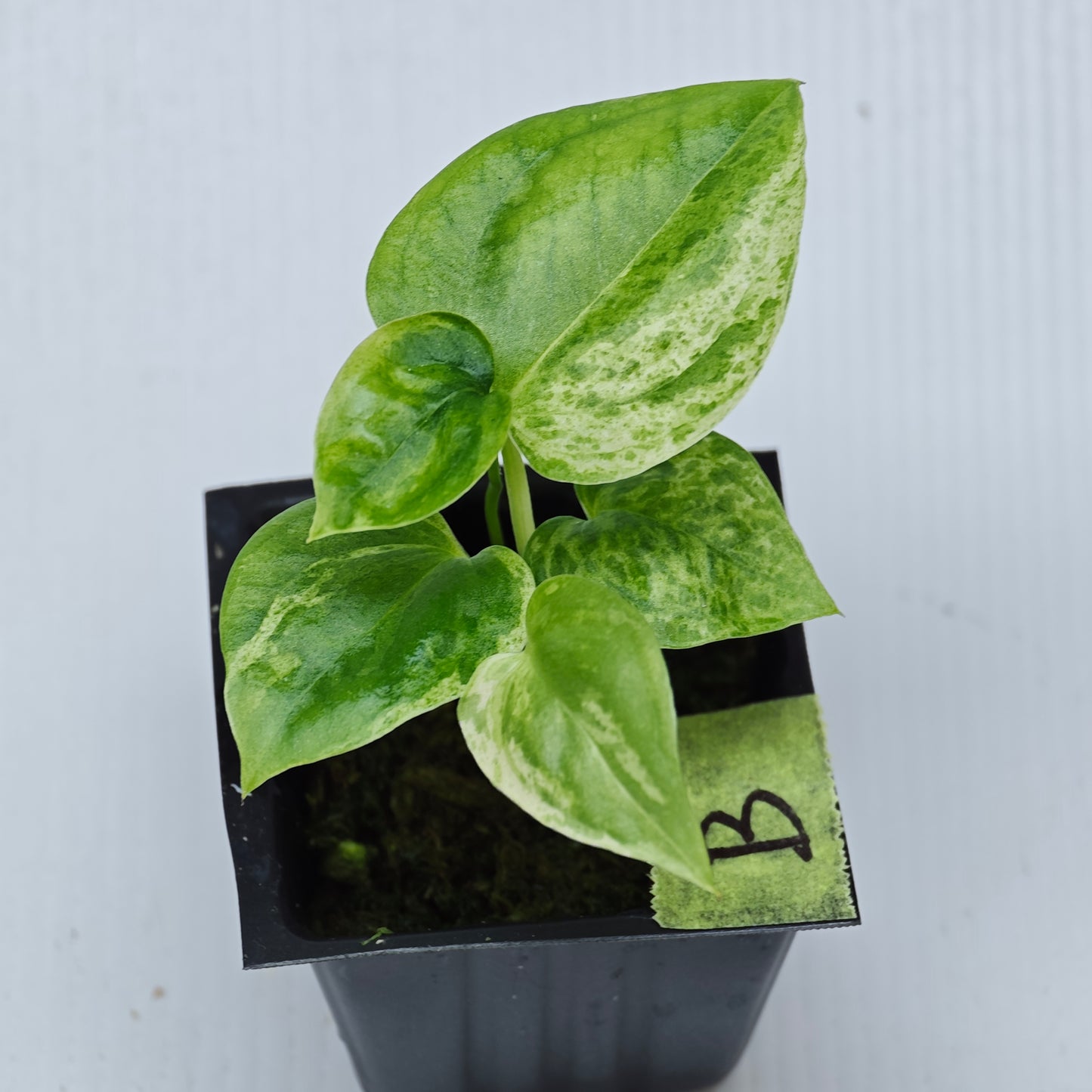 Anthurium Foliage Hybrid Green on Green Variegated