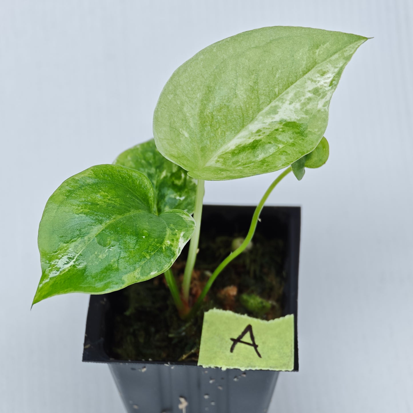 Anthurium Foliage Hybrid Green on Green Variegated
