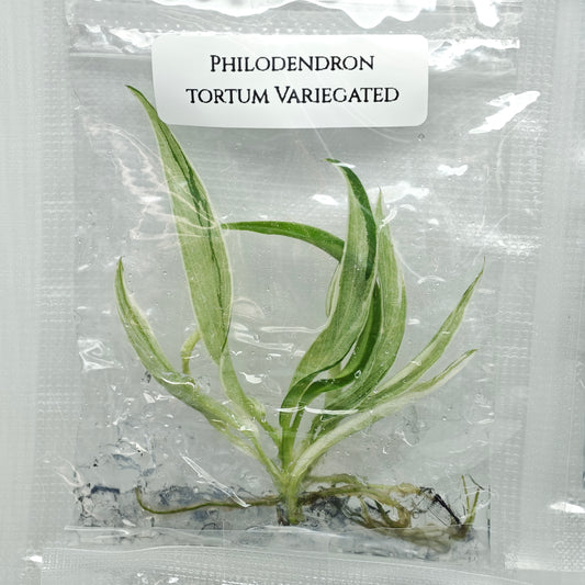 Philodendron tortum Albo Variegated (1plant/bag) - Tissue culture