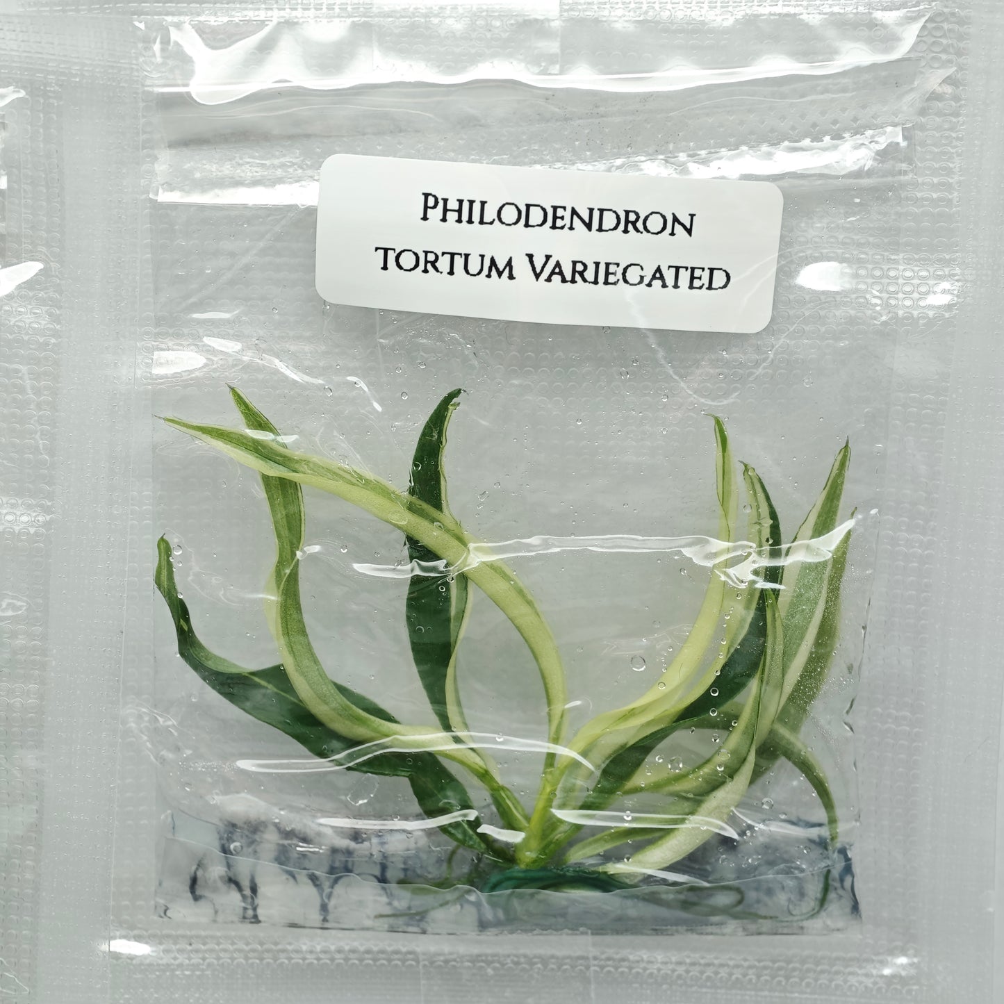 Philodendron tortum Albo Variegated (1plant/bag) - Tissue culture