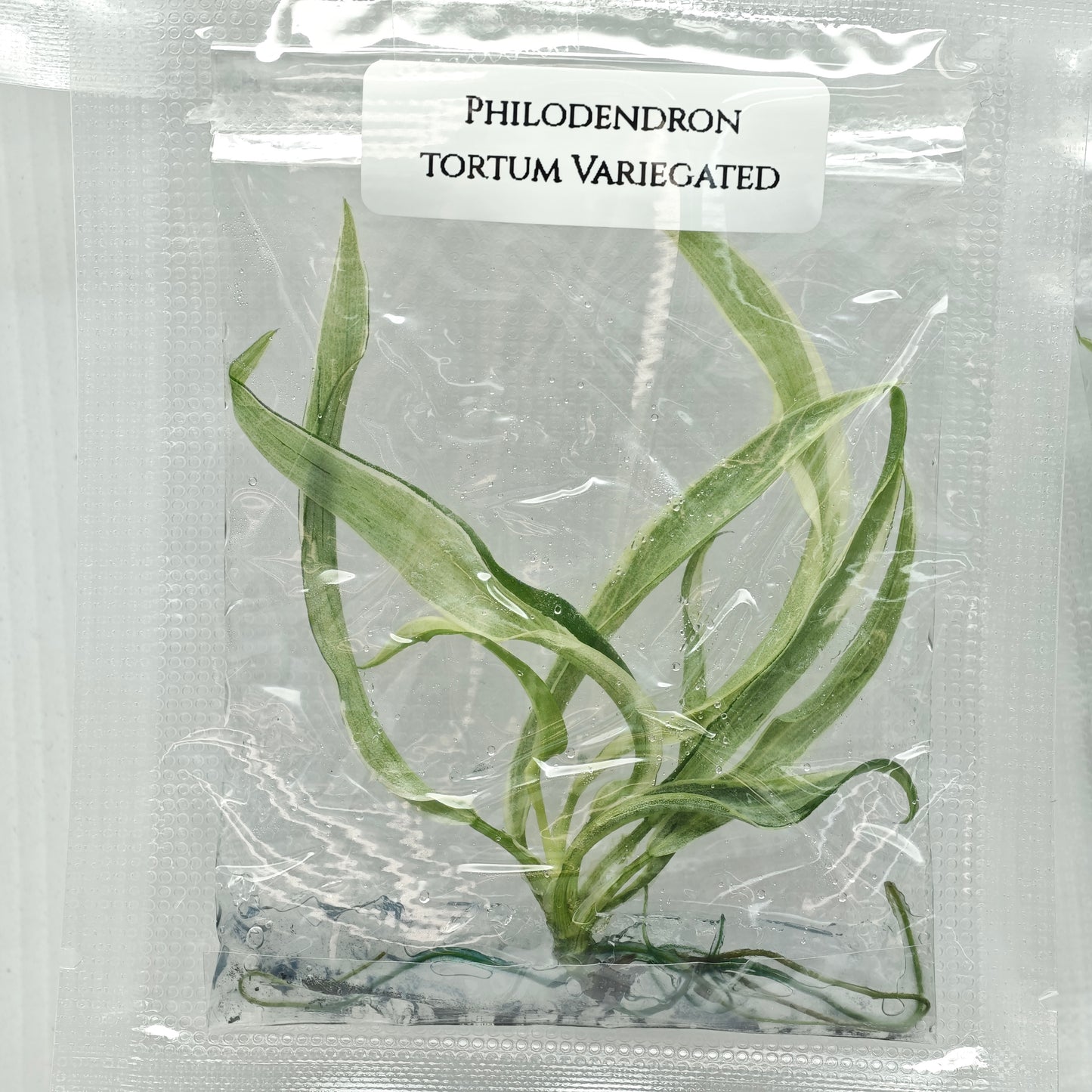 Philodendron tortum Albo Variegated (1plant/bag) - Tissue culture