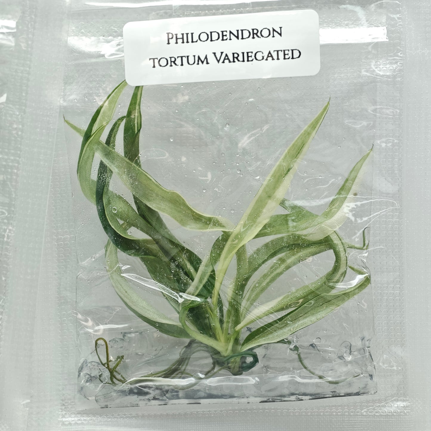 Philodendron tortum Albo Variegated (1plant/bag) - Tissue culture