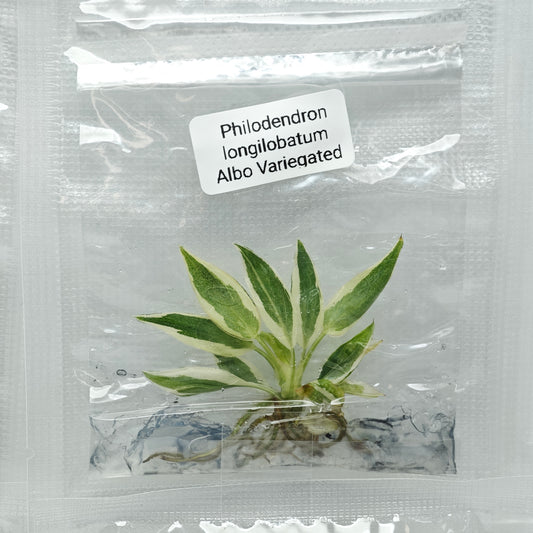 Philodendron longilobatum Albo Variegated (1plant/bag) - Tissue culture