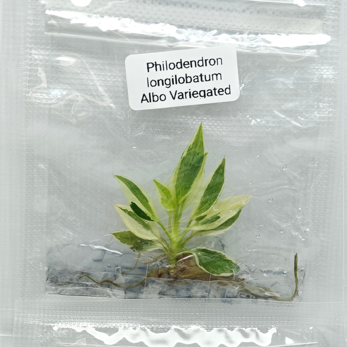 Philodendron longilobatum Albo Variegated (1plant/bag) - Tissue culture