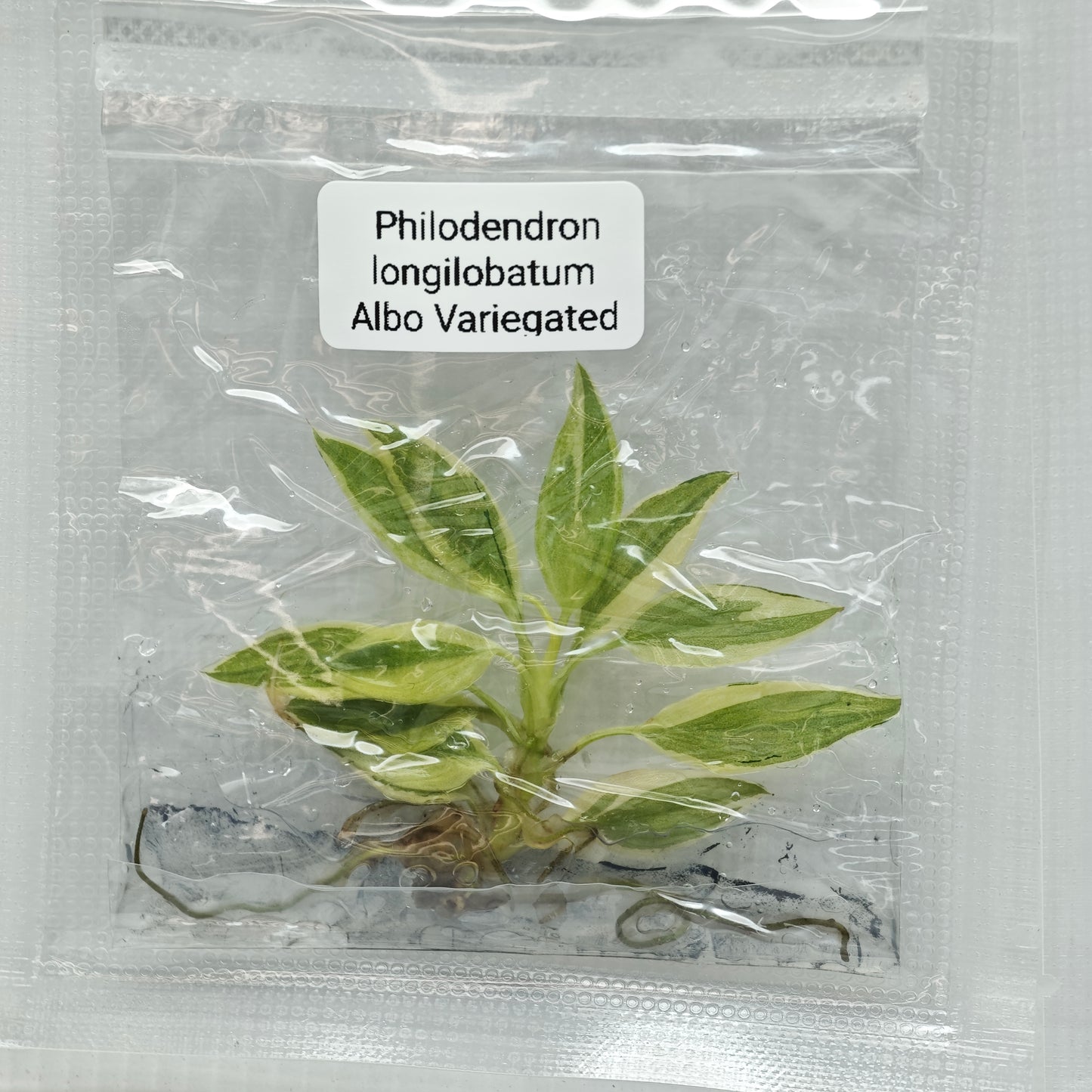 Philodendron longilobatum Albo Variegated (1plant/bag) - Tissue culture
