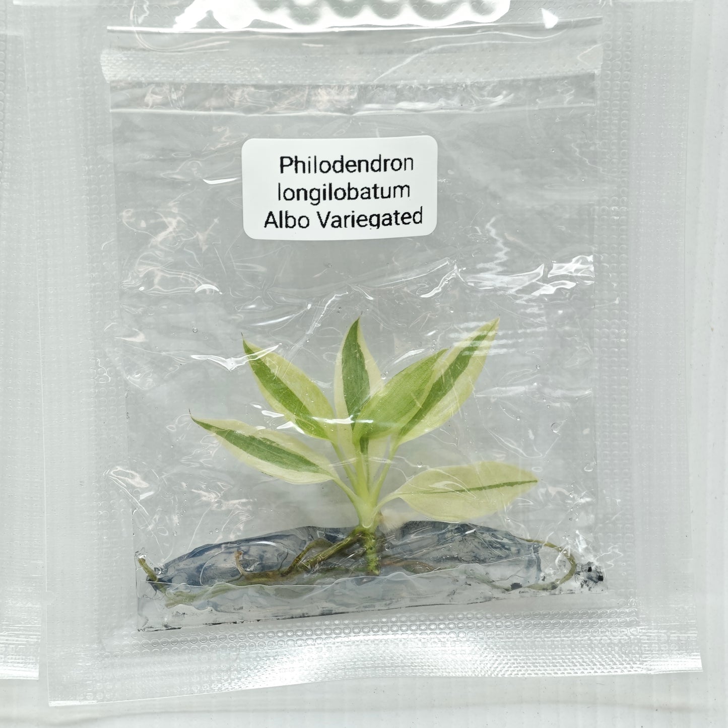 Philodendron longilobatum Albo Variegated (1plant/bag) - Tissue culture