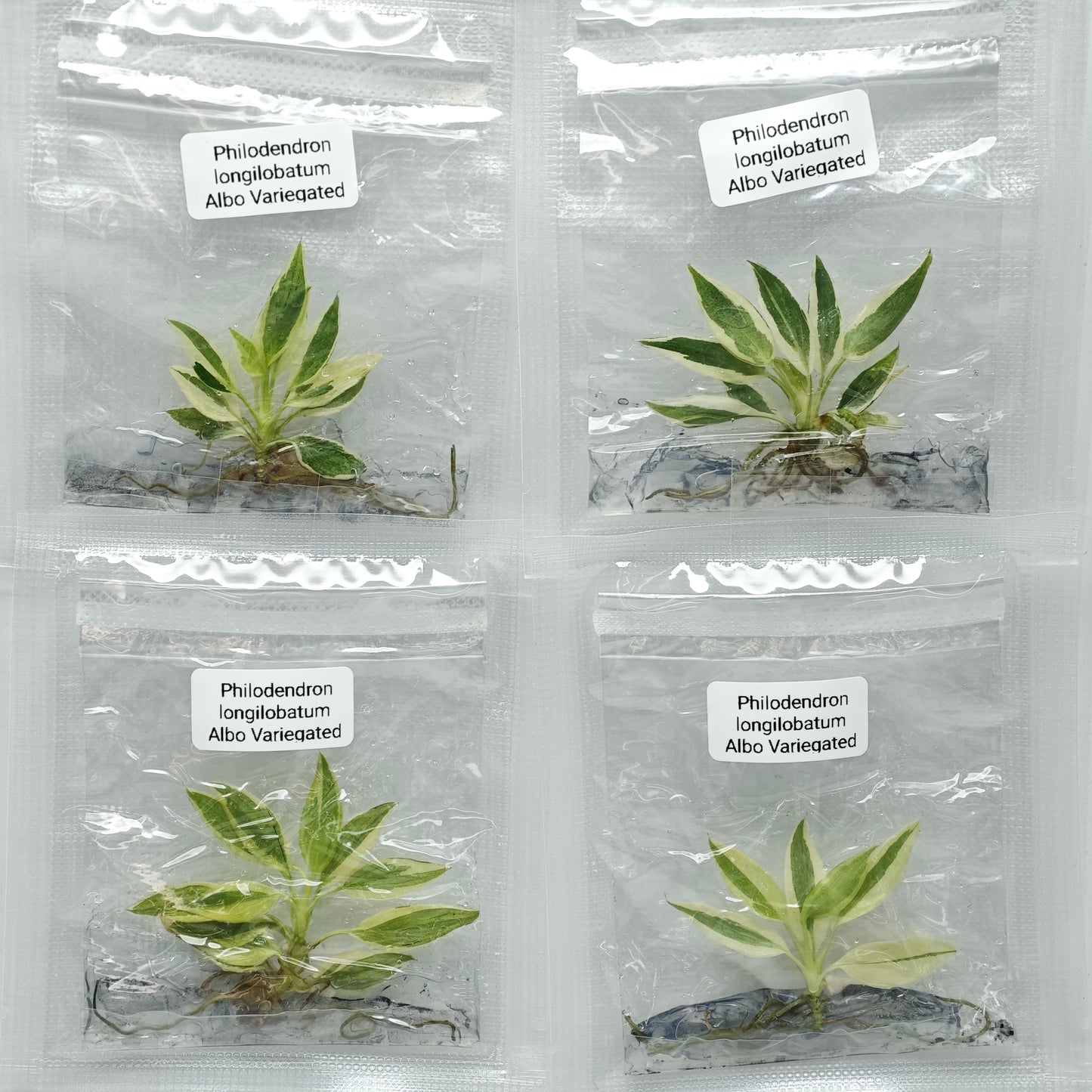 Philodendron longilobatum Albo Variegated (1plant/bag) - Tissue culture