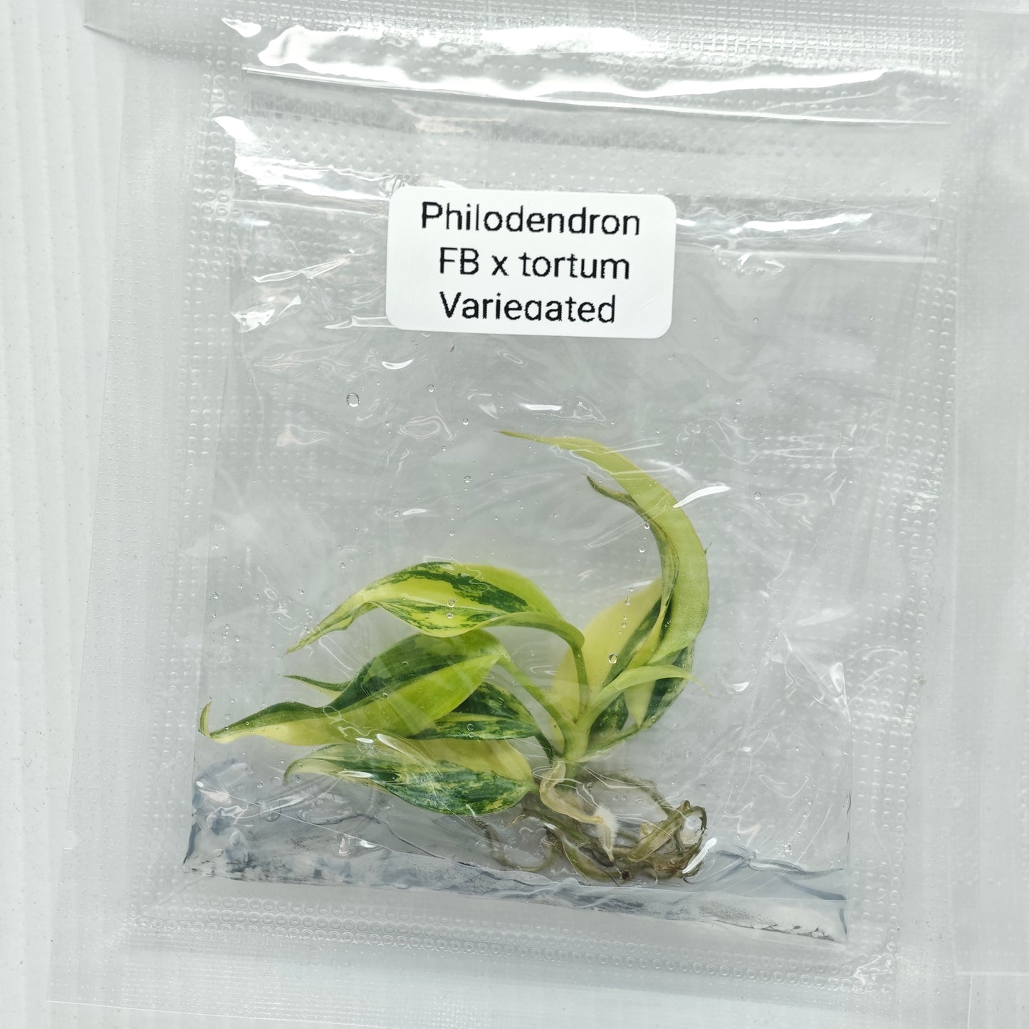 Philodendron Florida Beauty x P. tortum Variegated (1plant/bag) - Tissue culture