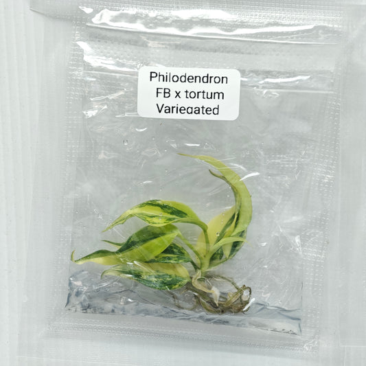Philodendron Florida Beauty x P. tortum Variegated (1plant/bag) - Tissue culture