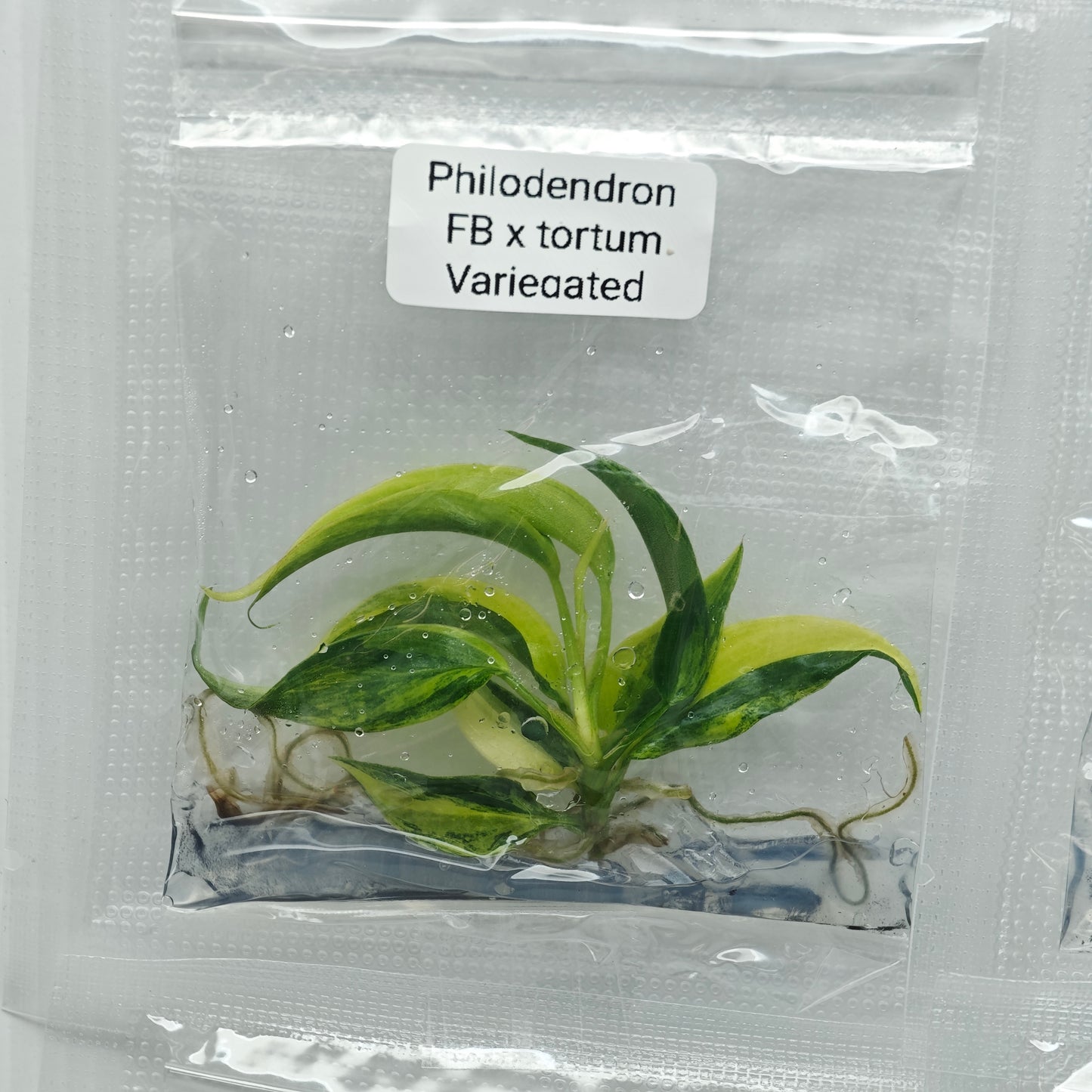 Philodendron Florida Beauty x P. tortum Variegated (1plant/bag) - Tissue culture