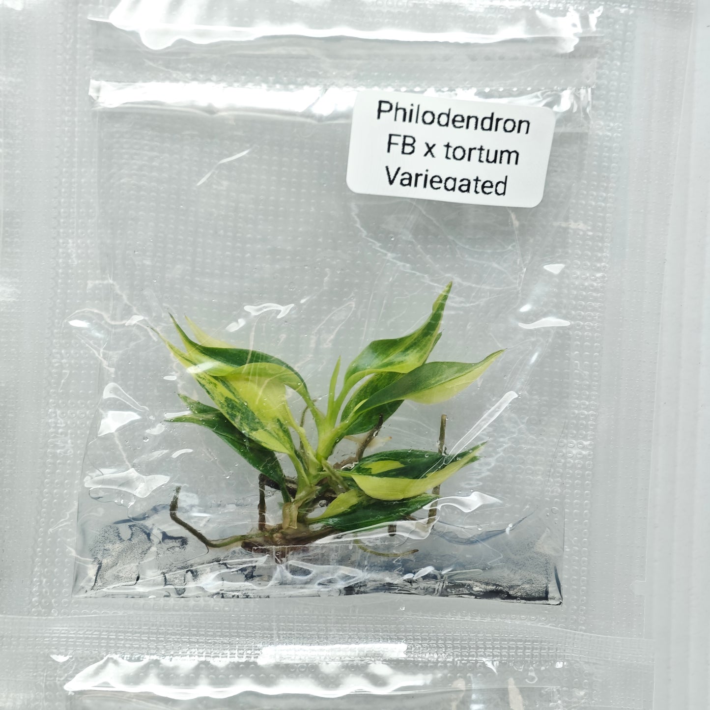 Philodendron Florida Beauty x P. tortum Variegated (1plant/bag) - Tissue culture