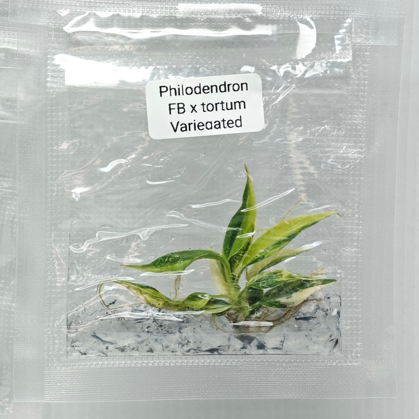 Philodendron Florida Beauty x P. tortum Variegated (1plant/bag) - Tissue culture