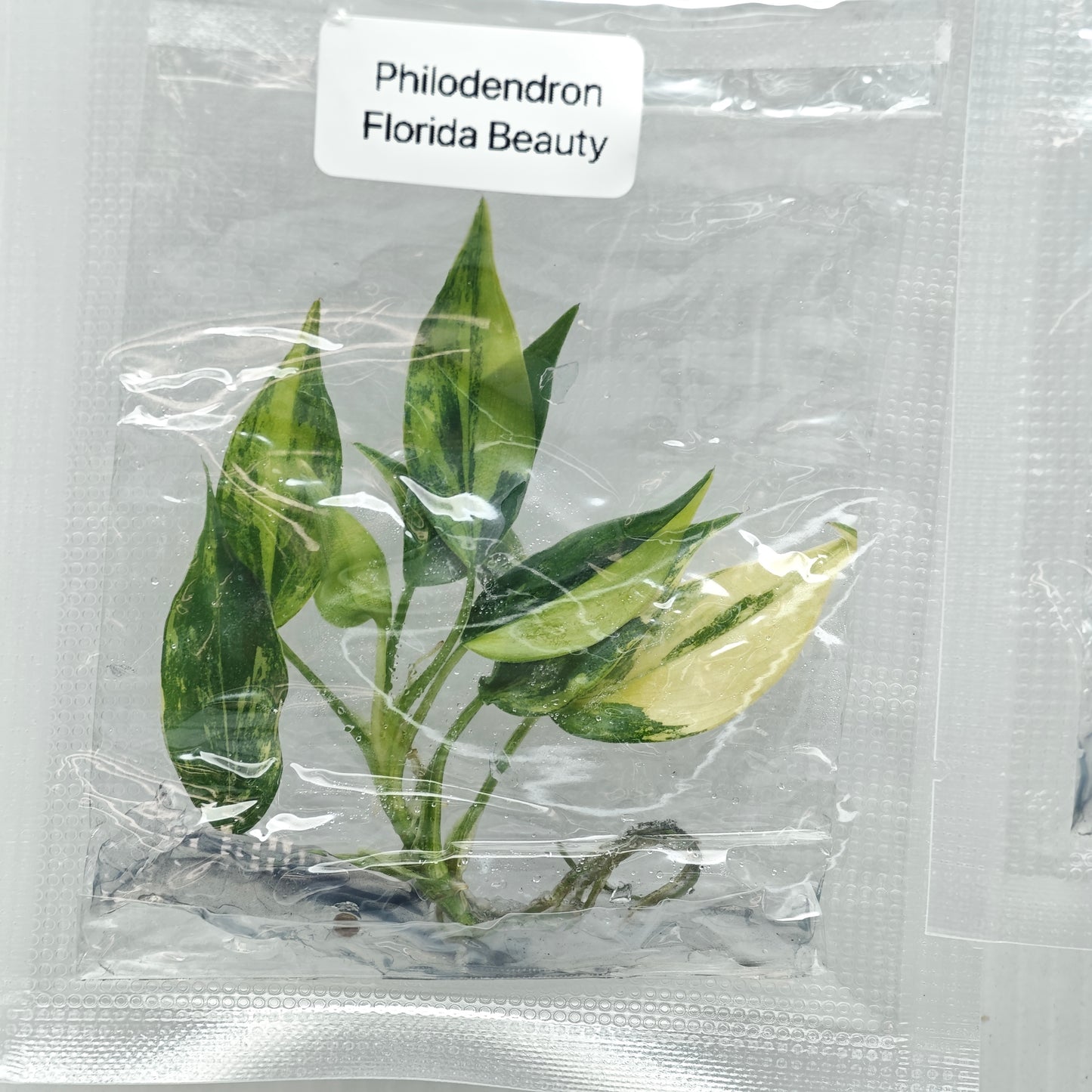 Philodendron Florida Beauty (1plant/bag) - Tissue culture