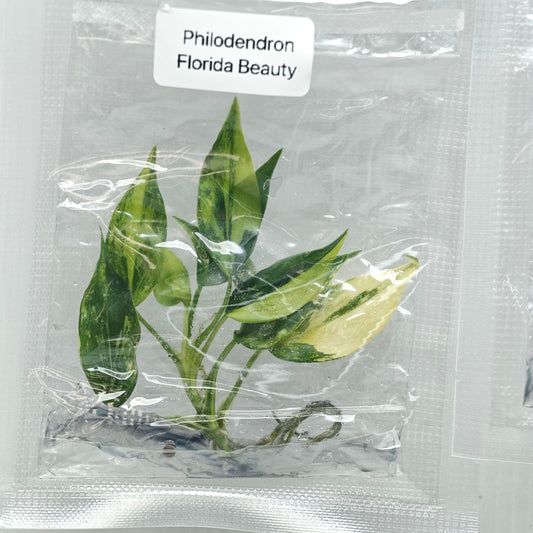 Philodendron Florida Beauty (1plant/bag) - Tissue culture