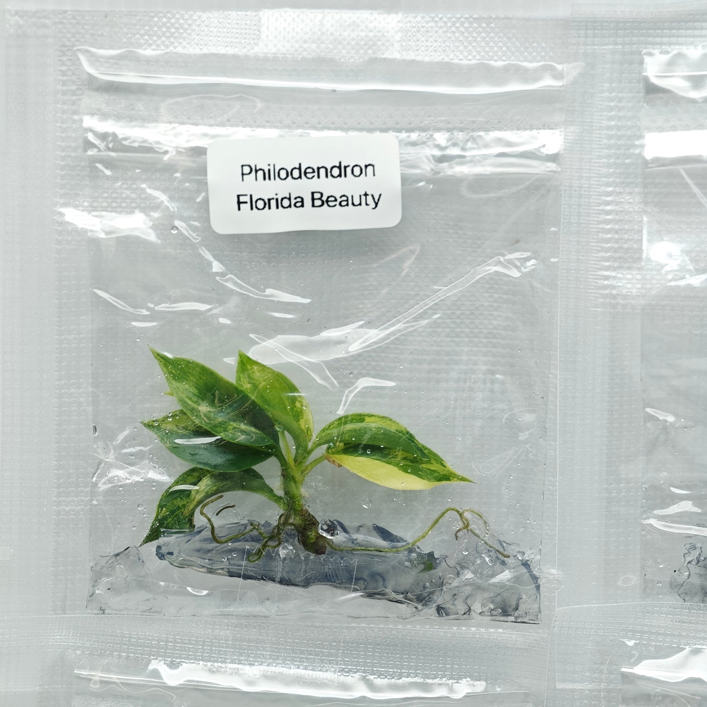 Philodendron Florida Beauty (1plant/bag) - Tissue culture