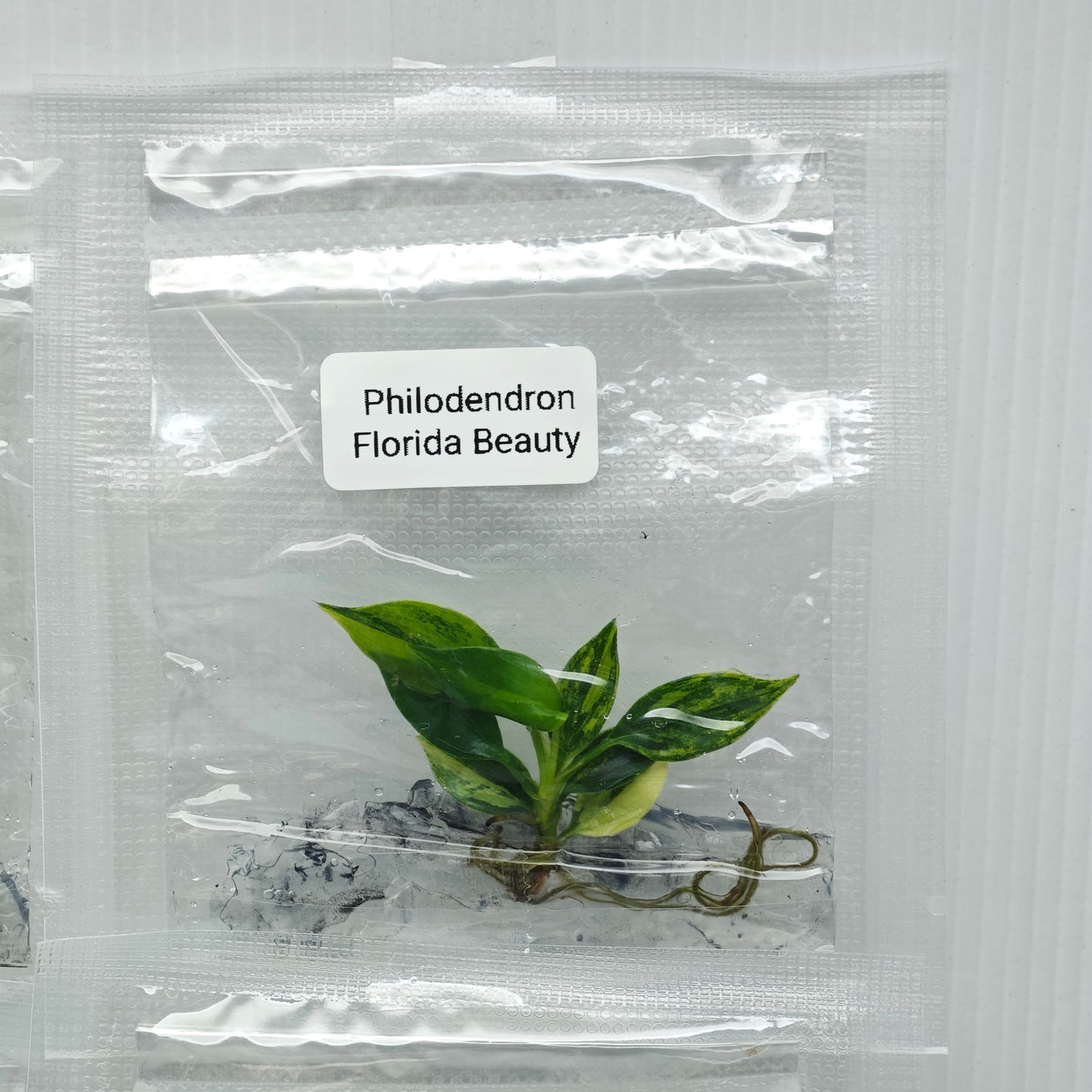 Philodendron Florida Beauty (1plant/bag) - Tissue culture